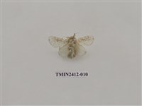 藏品(白麗刺蛾)的圖片